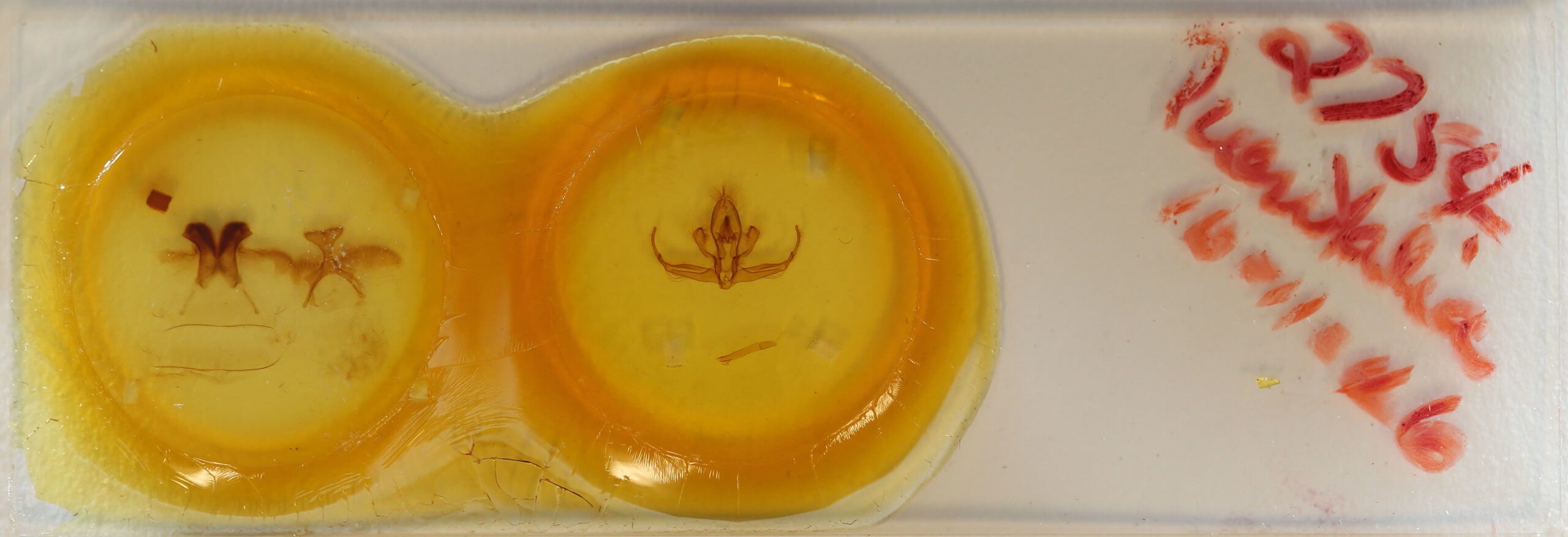 slide view of adult Quentalia granisca