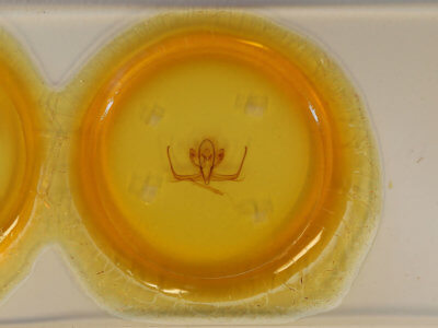 slide view of adult Quentalia sheila