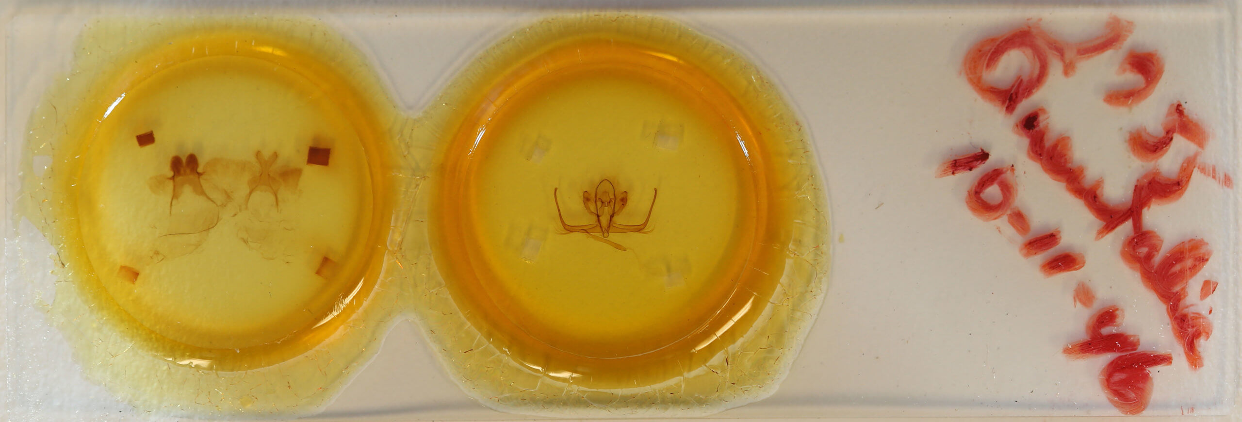 slide view of adult Quentalia sheila