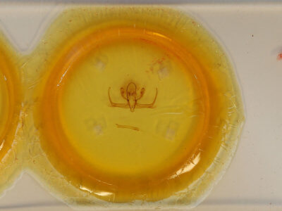 slide view of adult Quentalia sheila