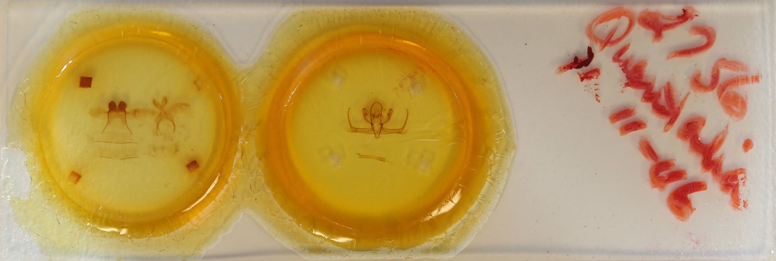 slide view of adult Quentalia sheila