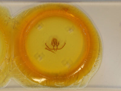 slide view of adult Quentalia  felisi