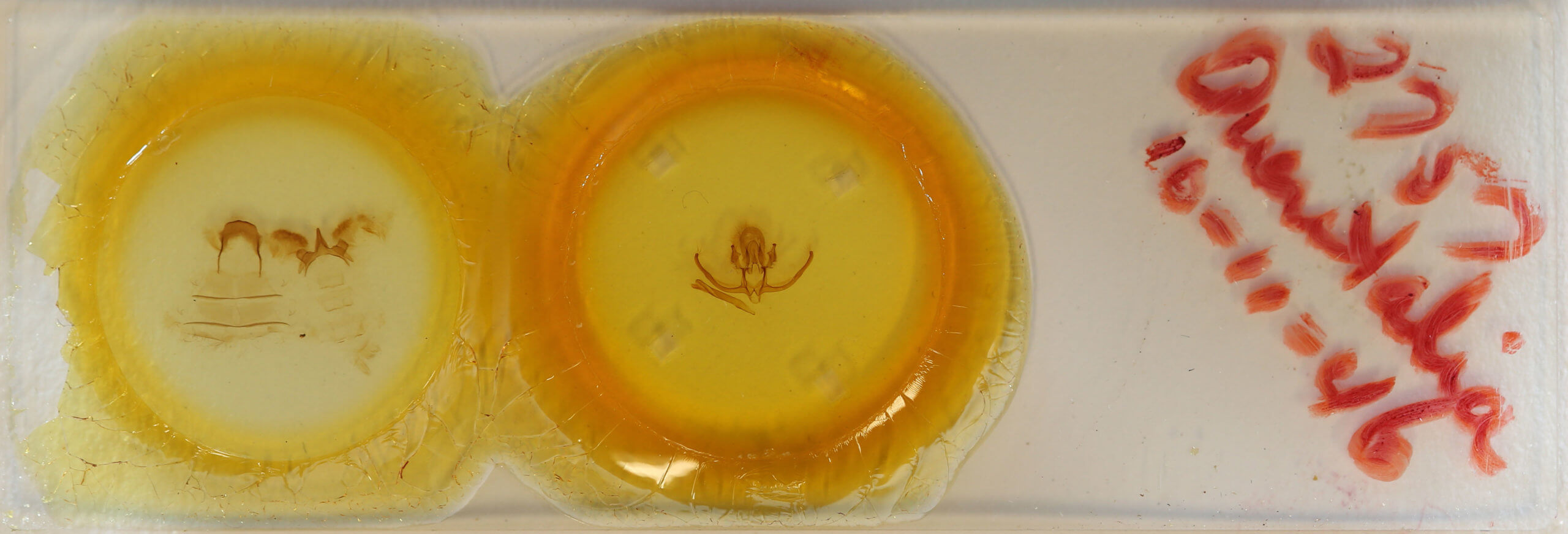 slide view of adult Quentalia  felisi