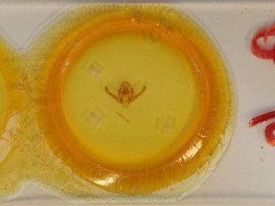 slide view of adult Quentalia ephonia