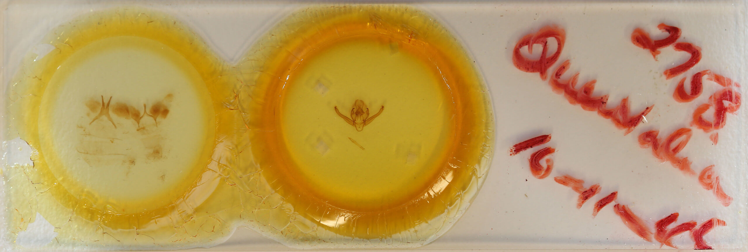 slide view of adult Quentalia ephonia