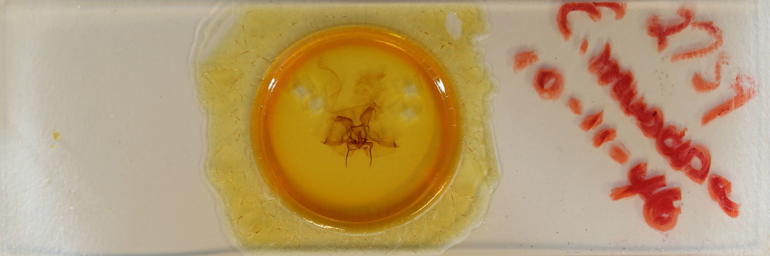 slide view of adult Epia