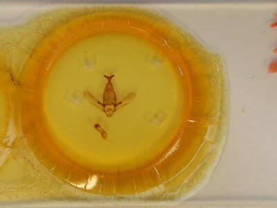 slide view of adult Apatelodes