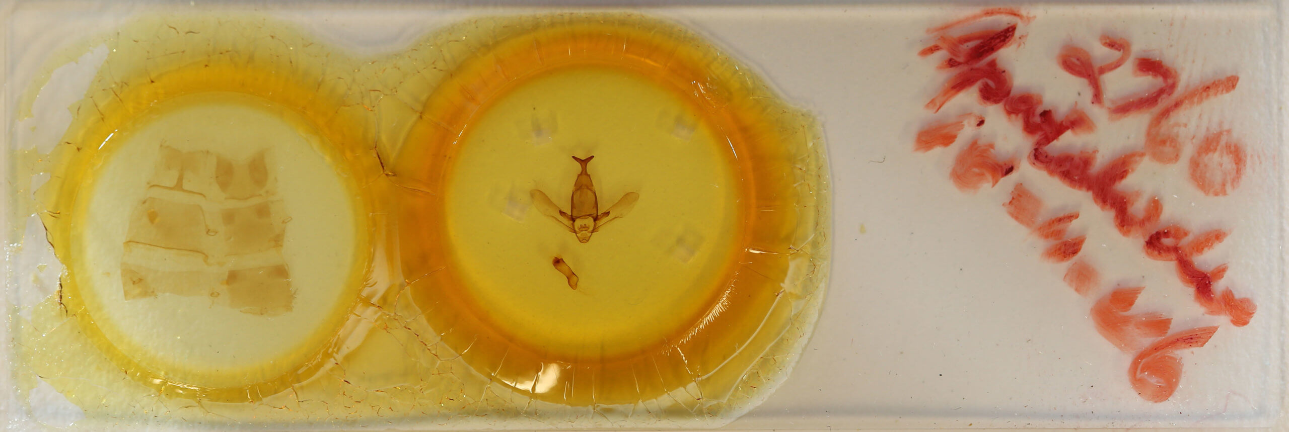 slide view of adult Apatelodes