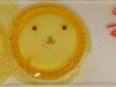 slide view of adult Quentalia veca