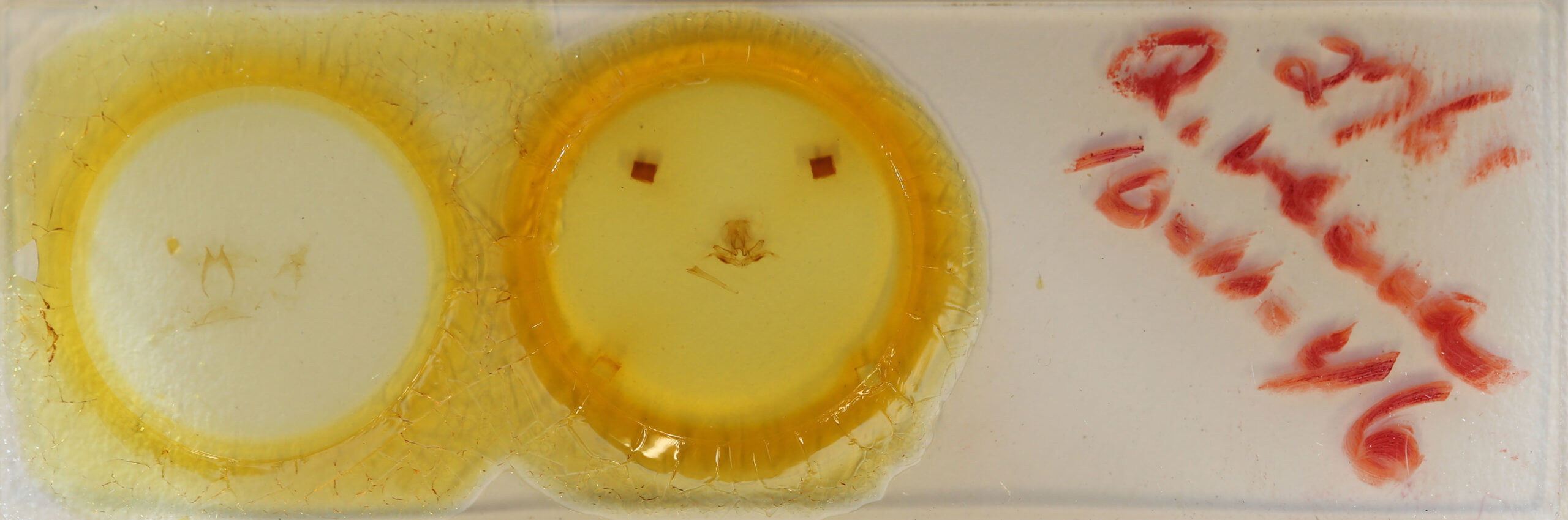 slide view of adult Quentalia veca