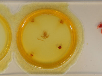 slide view of adult Quentalia veca