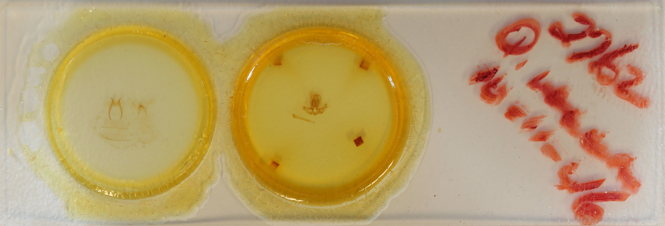 slide view of adult Quentalia veca