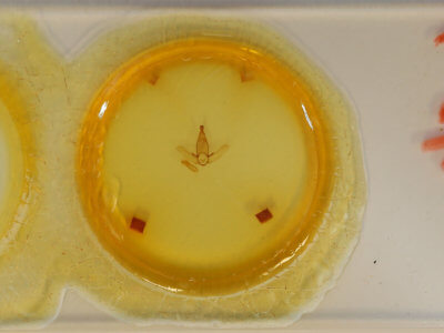 slide view of adult Apatelodes jessica