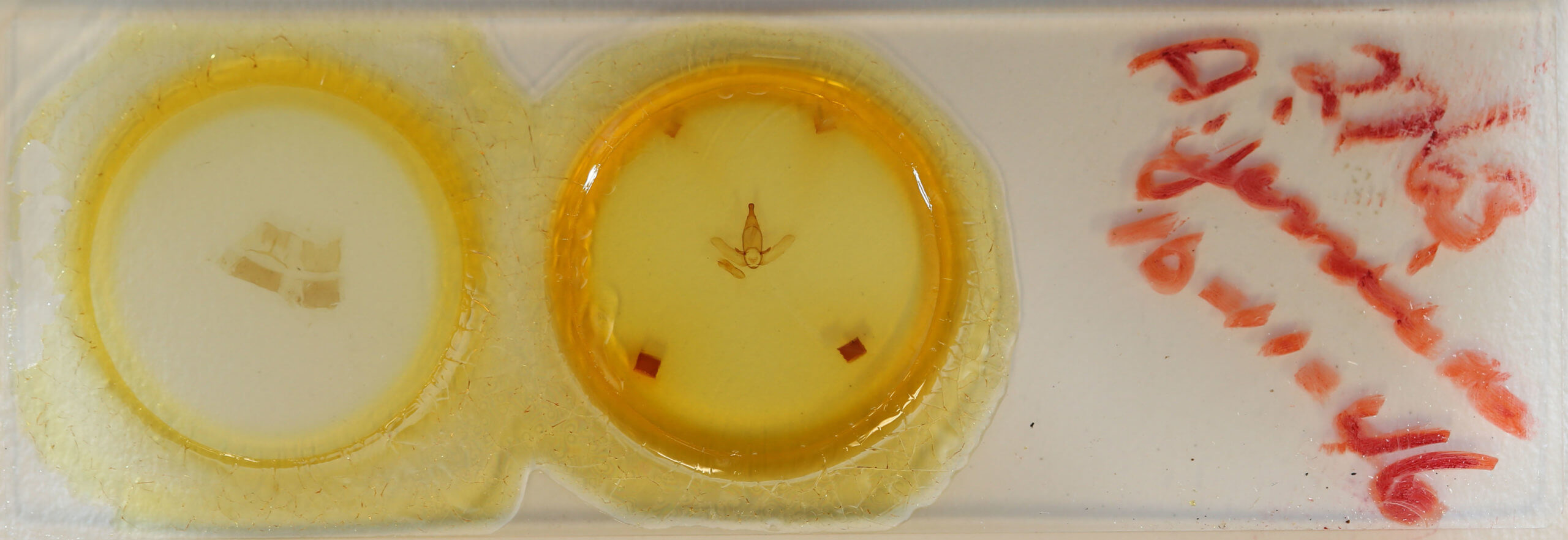 slide view of adult Apatelodes jessica