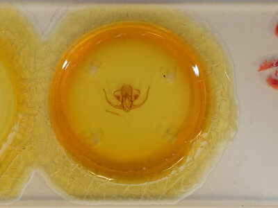 slide view of adult Quentalia vittata