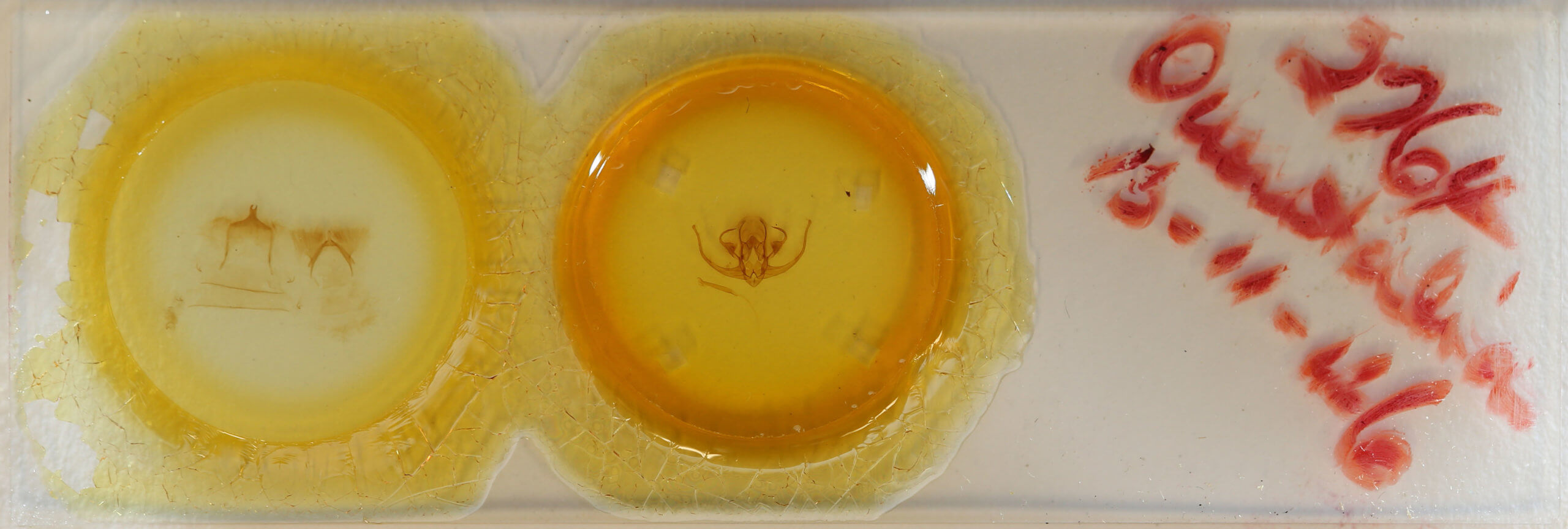 slide view of adult Quentalia vittata