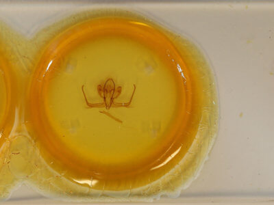 slide view of adult Quentalia sheila