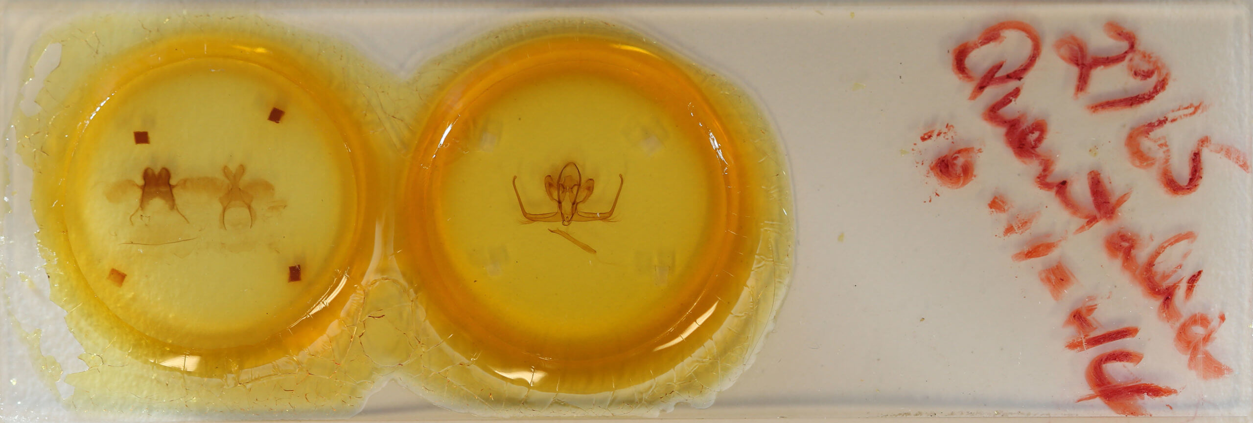 slide view of adult Quentalia sheila