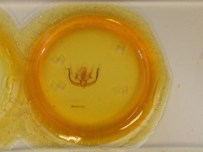 slide view of adult Quentalia