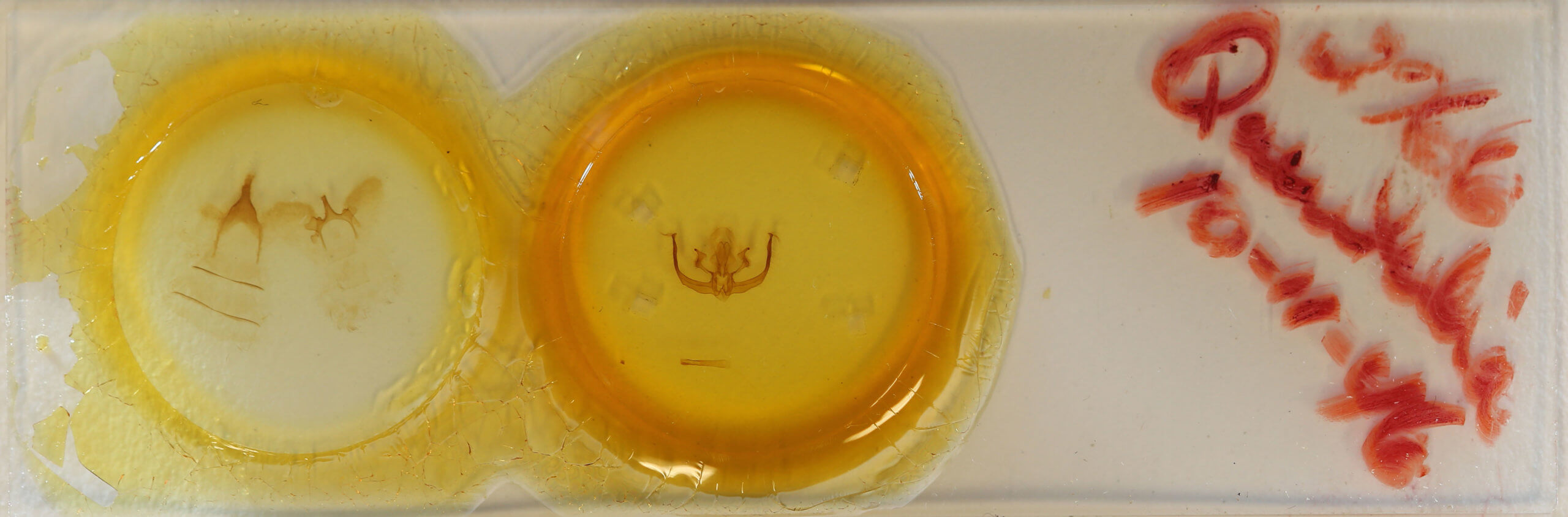 slide view of adult Quentalia