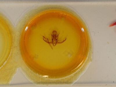 slide view of adult Quentalia punctilinea