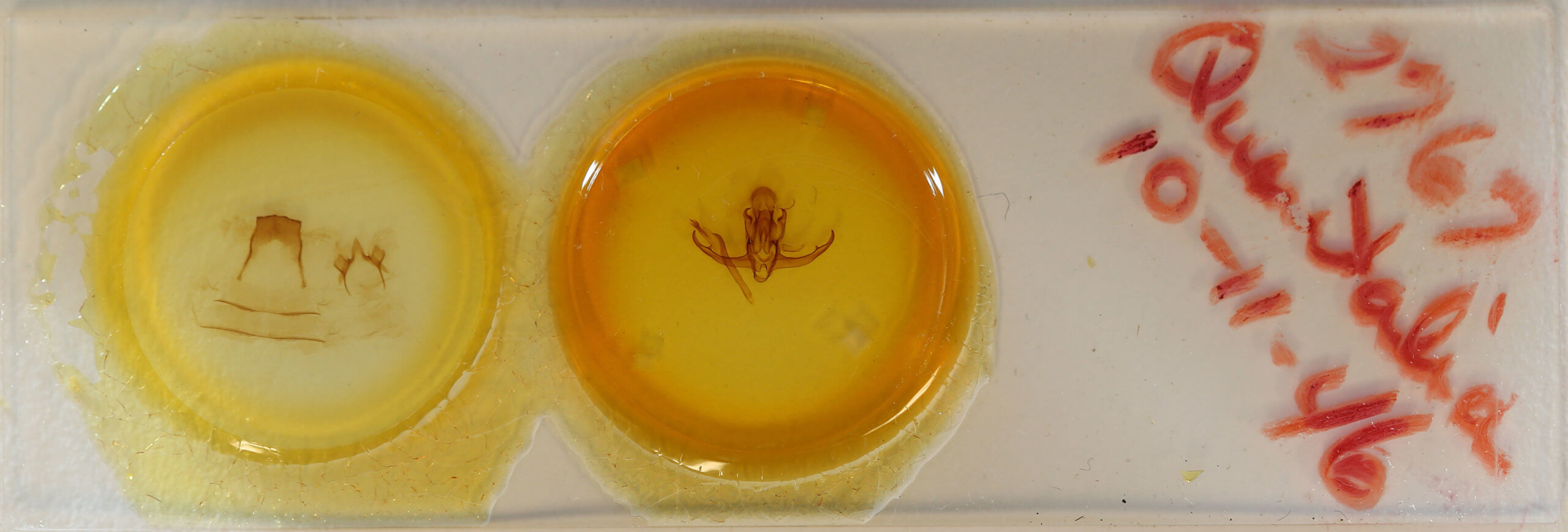 slide view of adult Quentalia punctilinea