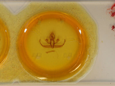 slide view of adult Quentalia granisca