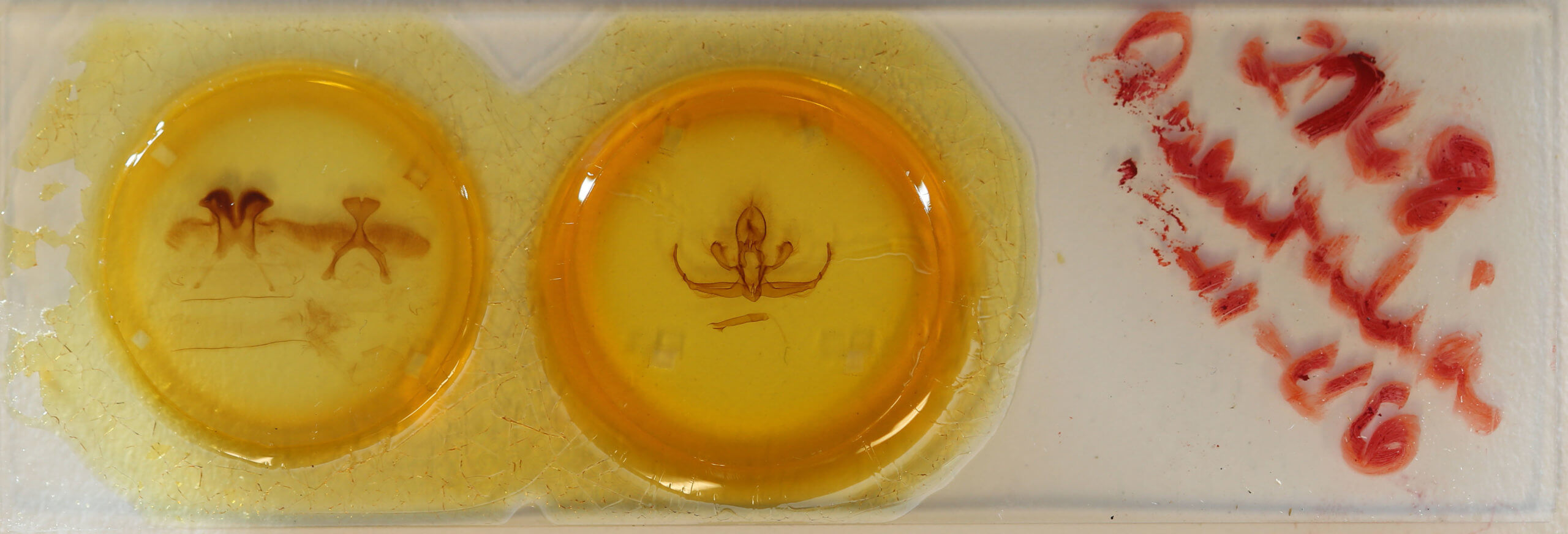 slide view of adult Quentalia granisca