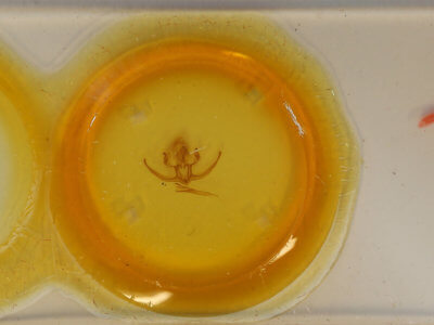 slide view of adult Quentalia felisi