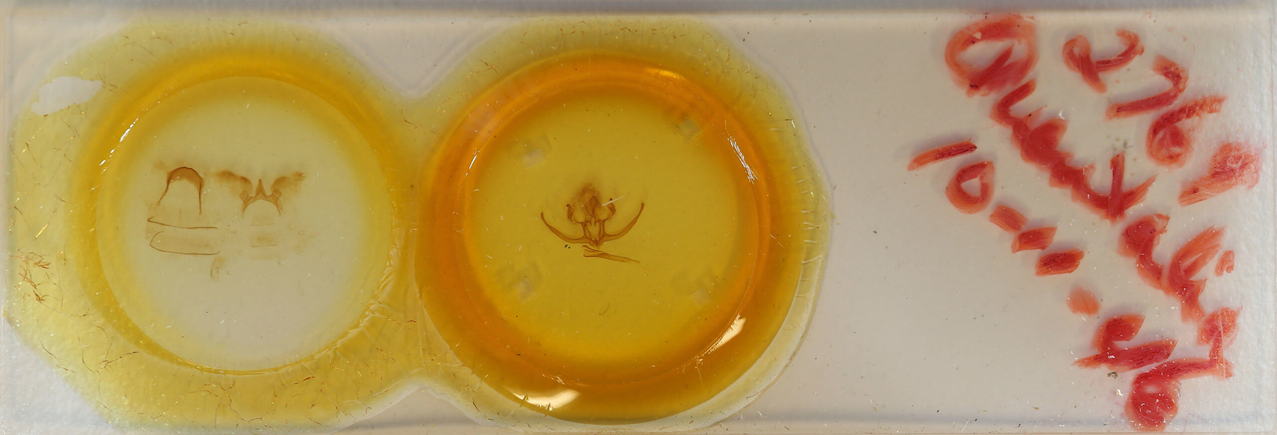 slide view of adult Quentalia felisi