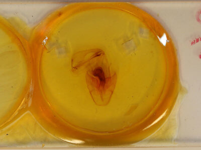 slide view of adult Cocytia durvillii