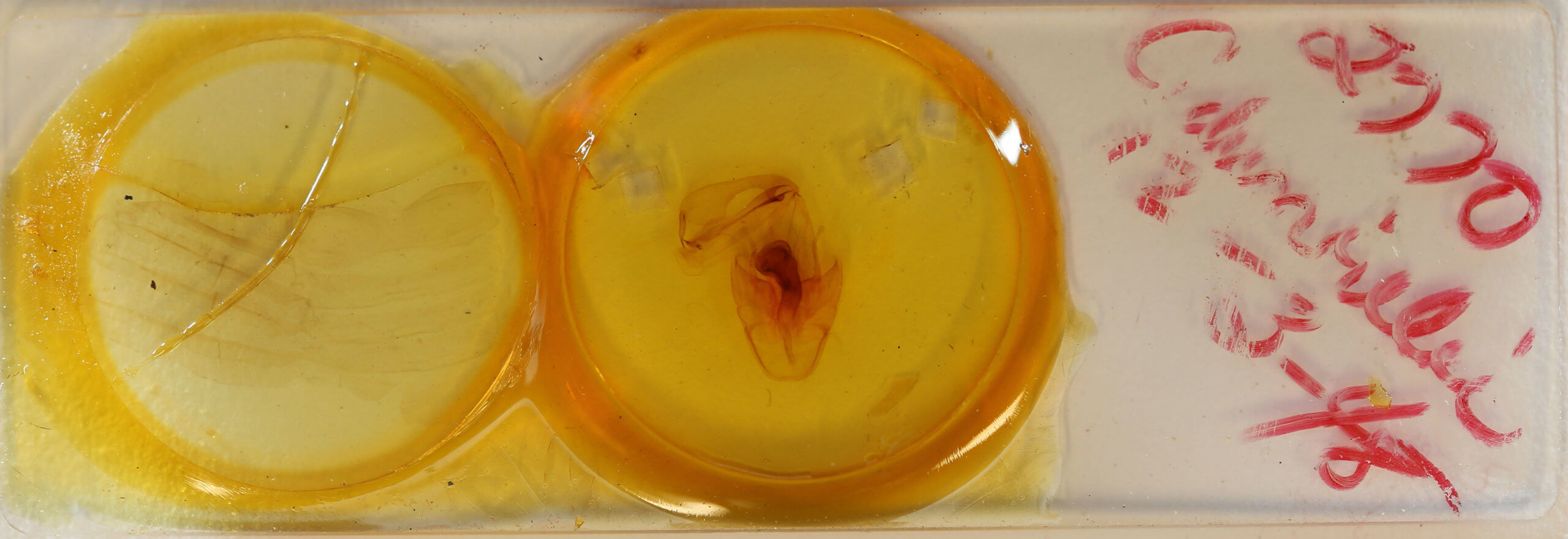 slide view of adult Cocytia durvillii