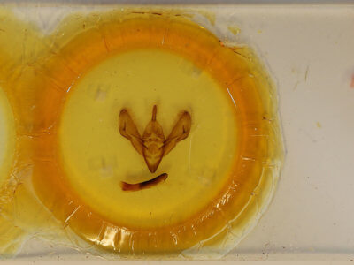 slide view of adult Eucocytia meeki