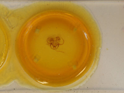 slide view of adult Epia lunilinea