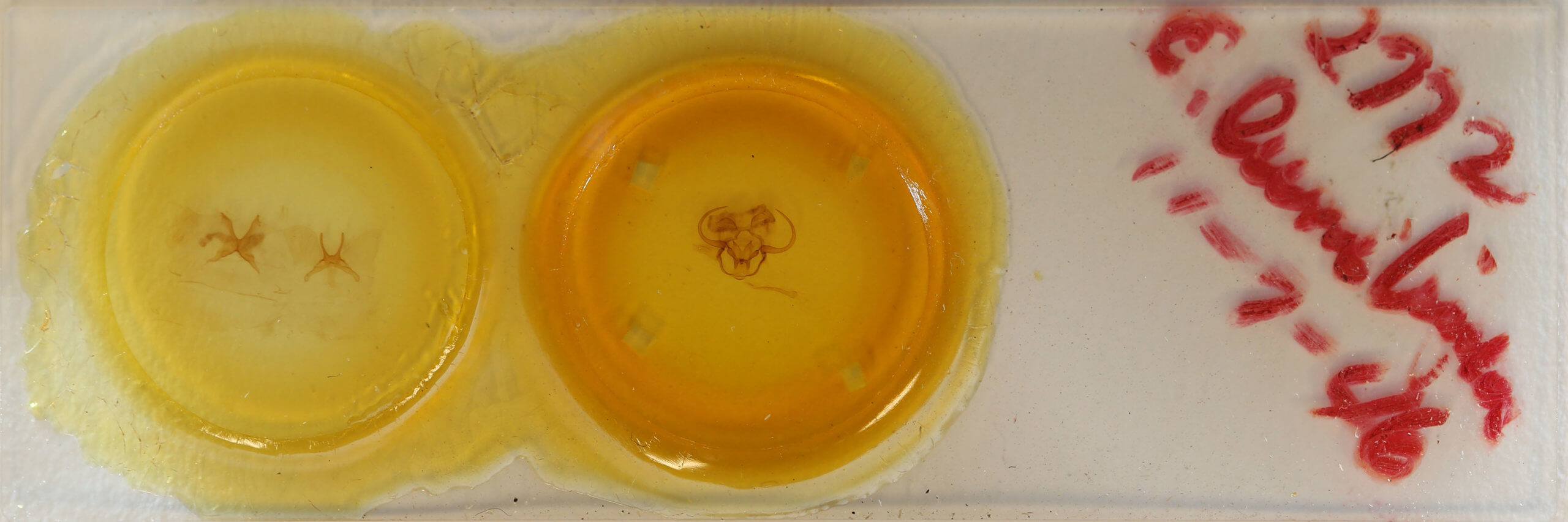 slide view of adult Epia lunilinea