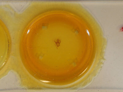 slide view of adult Colla