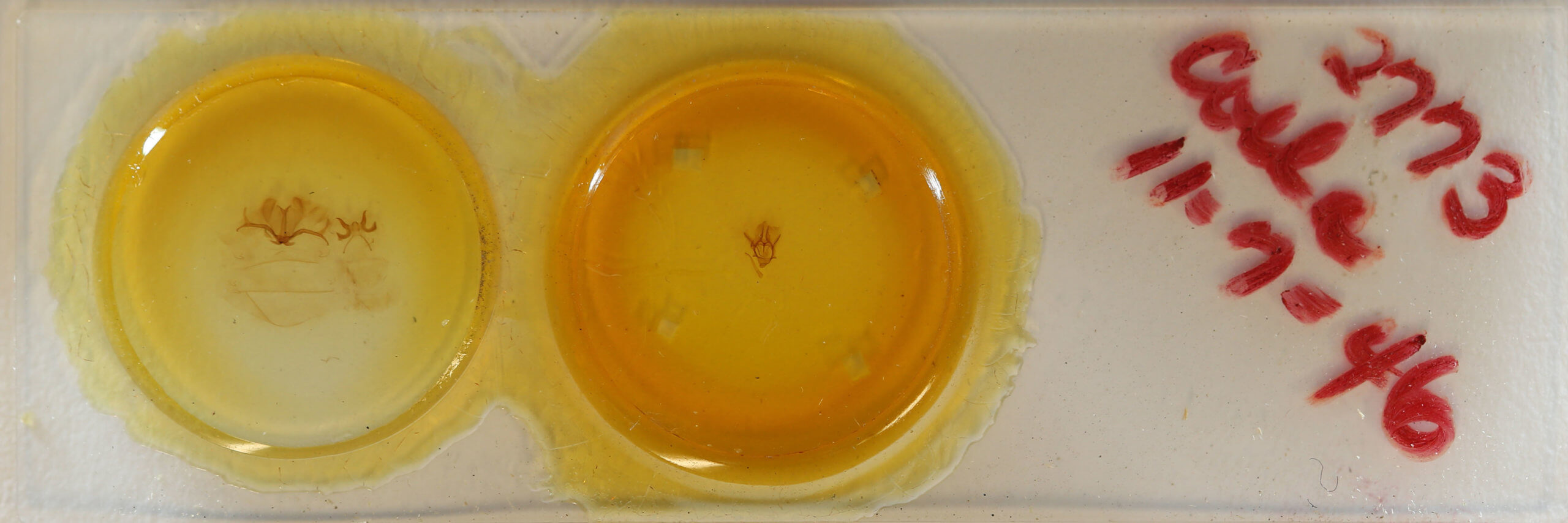 slide view of adult Colla