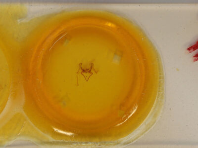 slide view of adult Epia muscosa