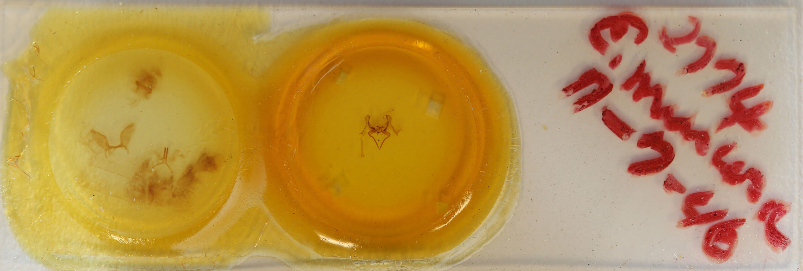 slide view of adult Epia muscosa