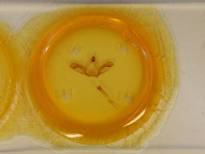 slide view of adult Notodonta torva