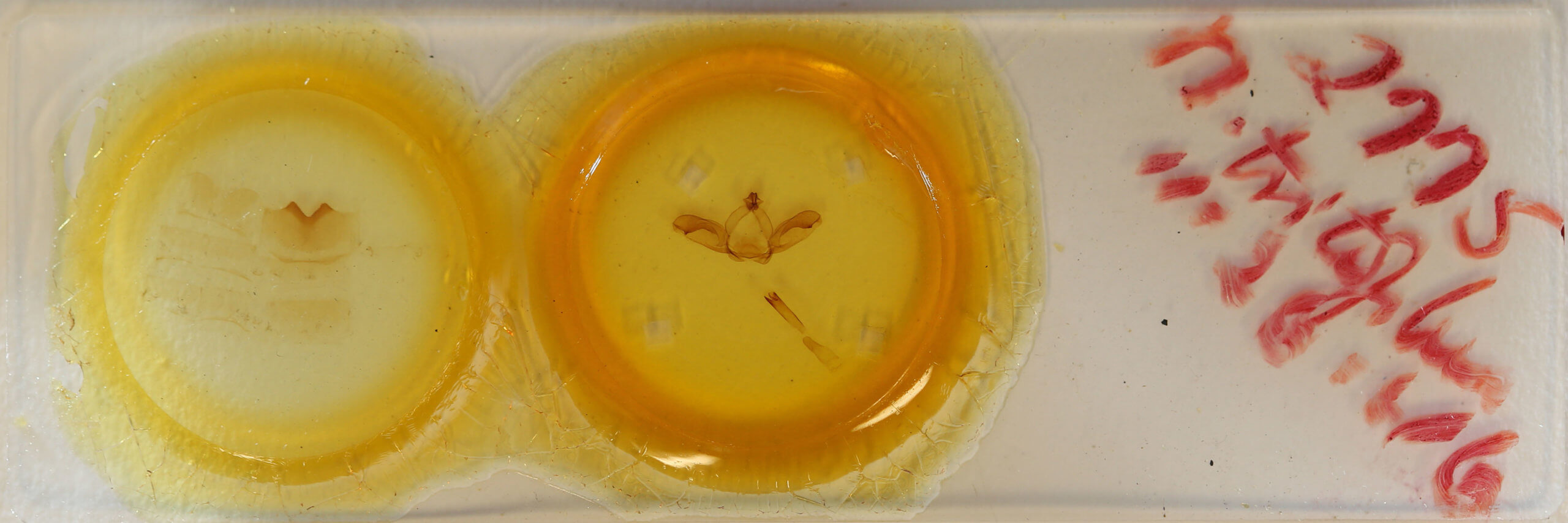 slide view of adult Notodonta torva