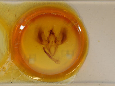 slide view of adult Ophiusa trapezium