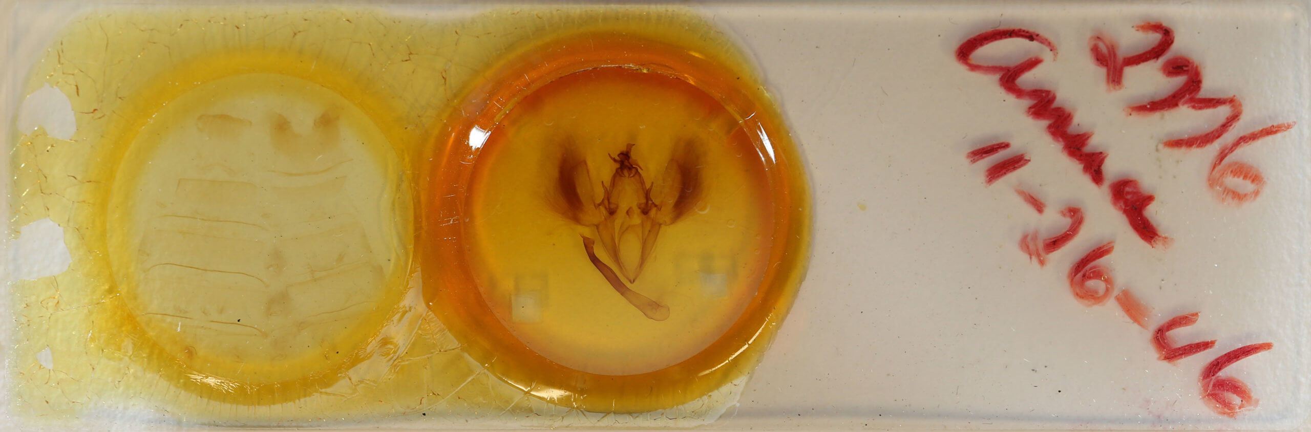 slide view of adult Ophiusa trapezium