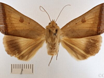 dorsal view of adult Ophiusa trapezium