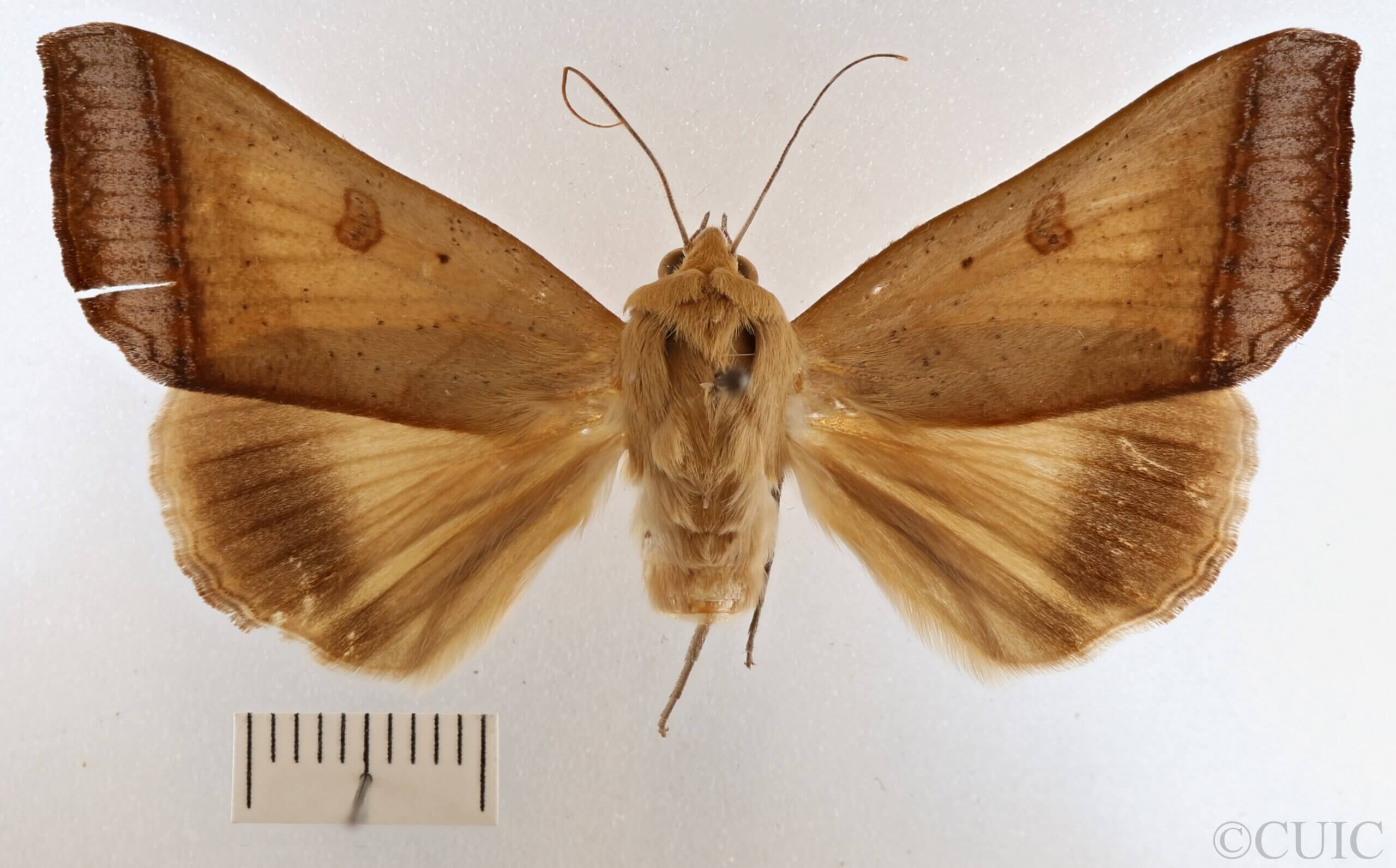 dorsal view of adult Ophiusa trapezium
