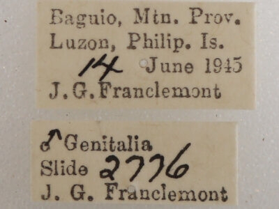 label view of adult Ophiusa trapezium