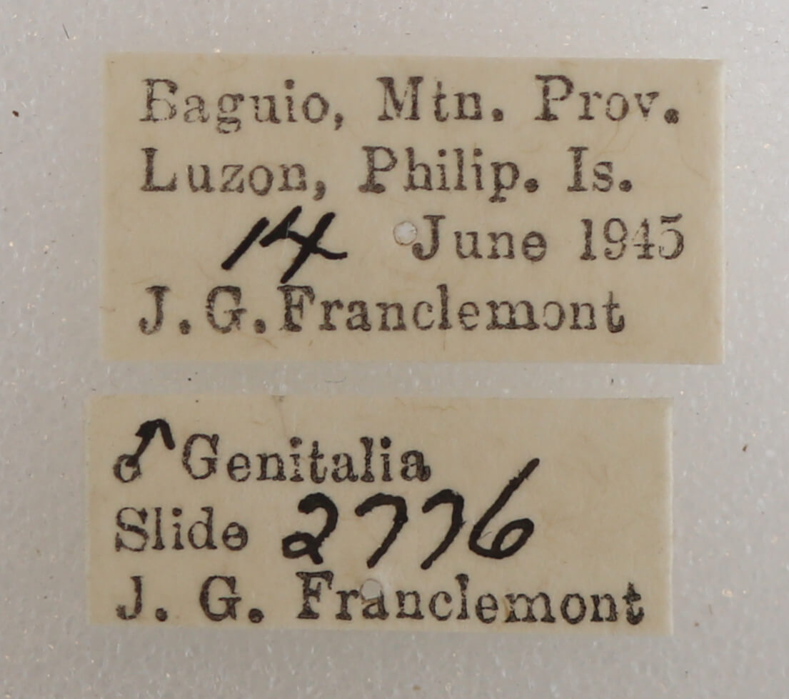 label view of adult Ophiusa trapezium