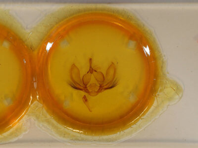 slide view of adult Ophiusa trapezium