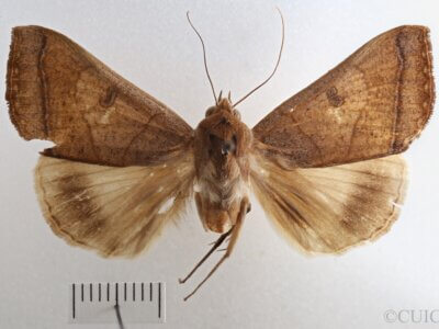 dorsal view of adult Ophiusa trapezium