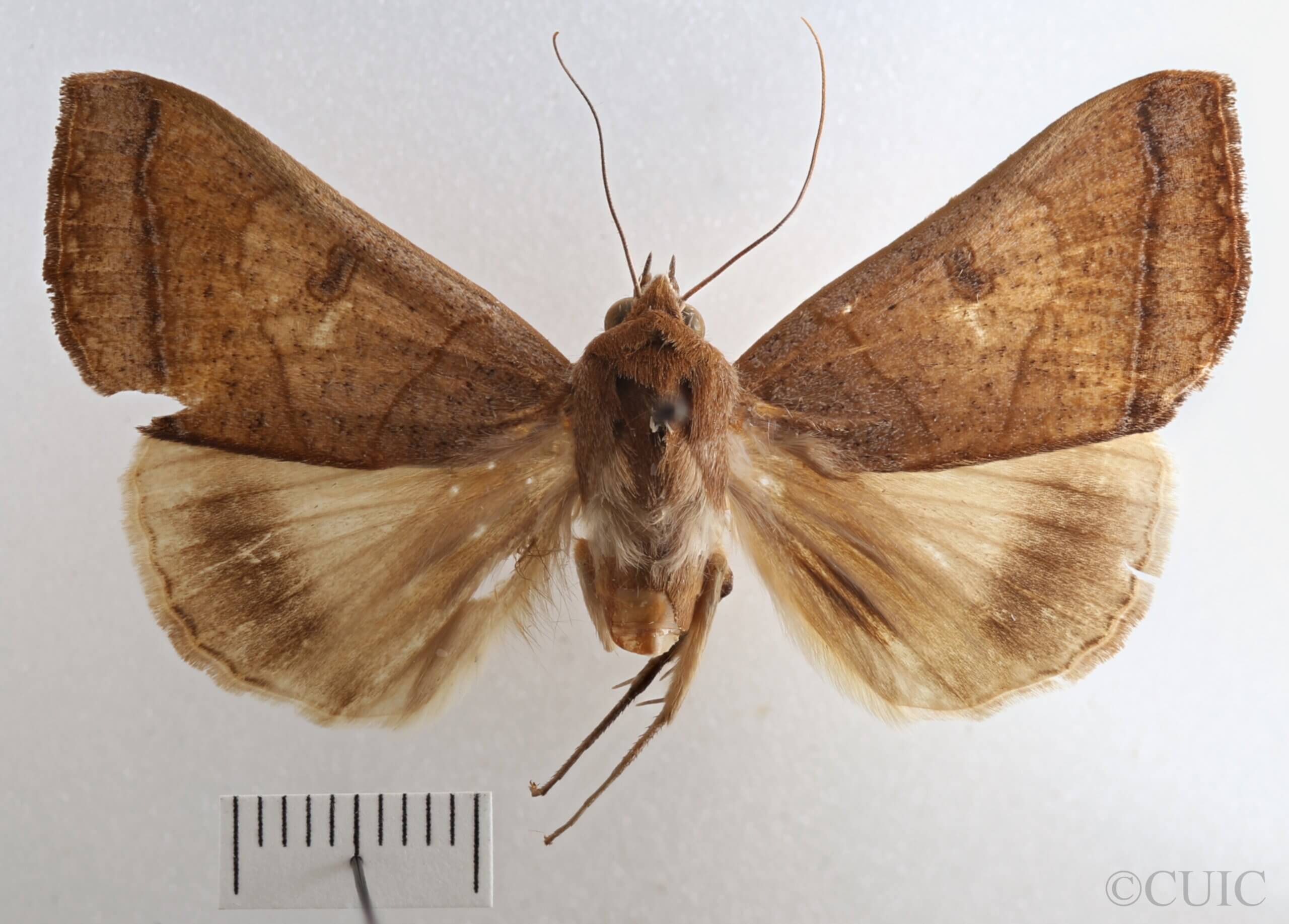 dorsal view of adult Ophiusa trapezium